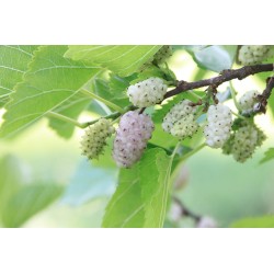 Mûrier blanc