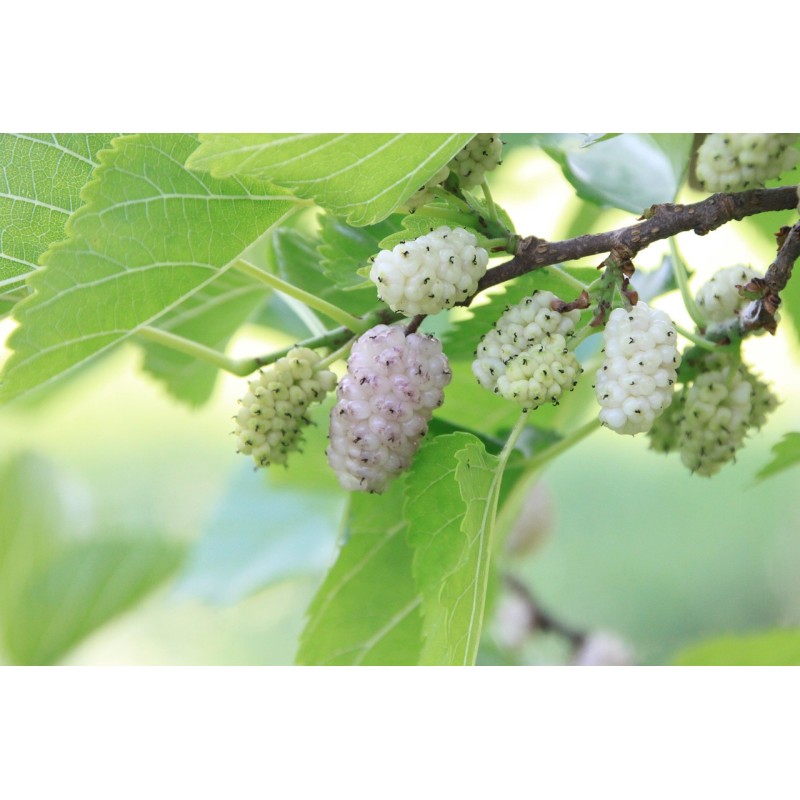 Mûrier blanc