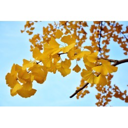 Ginkgo biloba