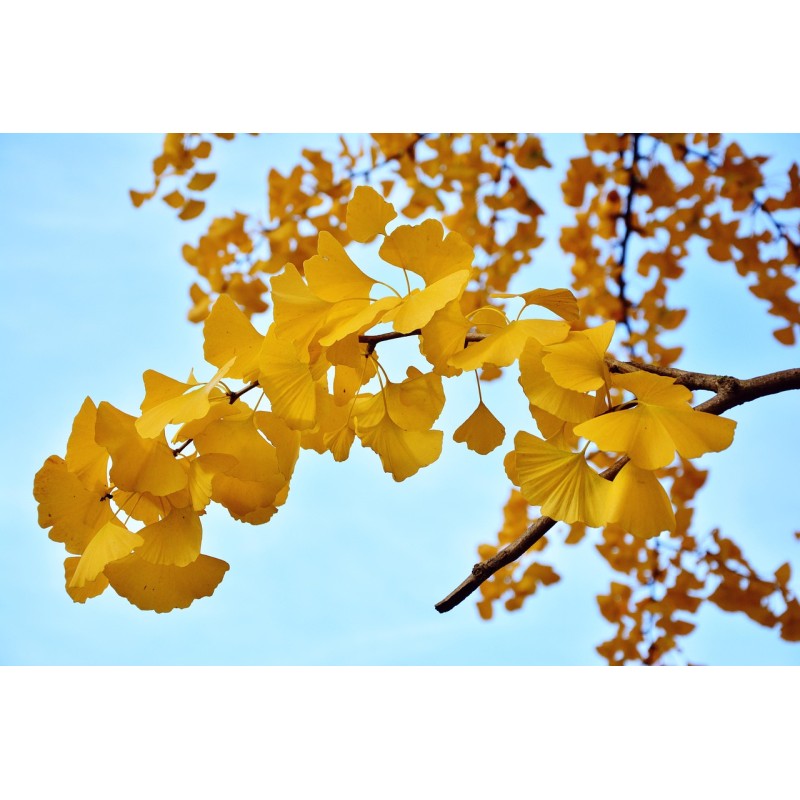 Ginkgo biloba
