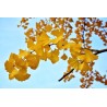 Ginkgo biloba