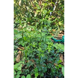 Poncirus trifoliata –...