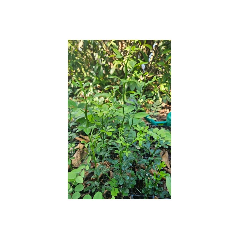 Poncirus trifoliata – Agrume Rustique