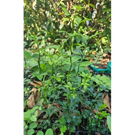 Poncirus trifoliata – Agrume Rustique