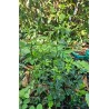 Poncirus trifoliata – Agrume Rustique