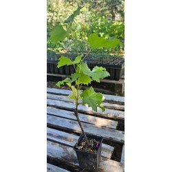Vigne, Raisin de table Clinton