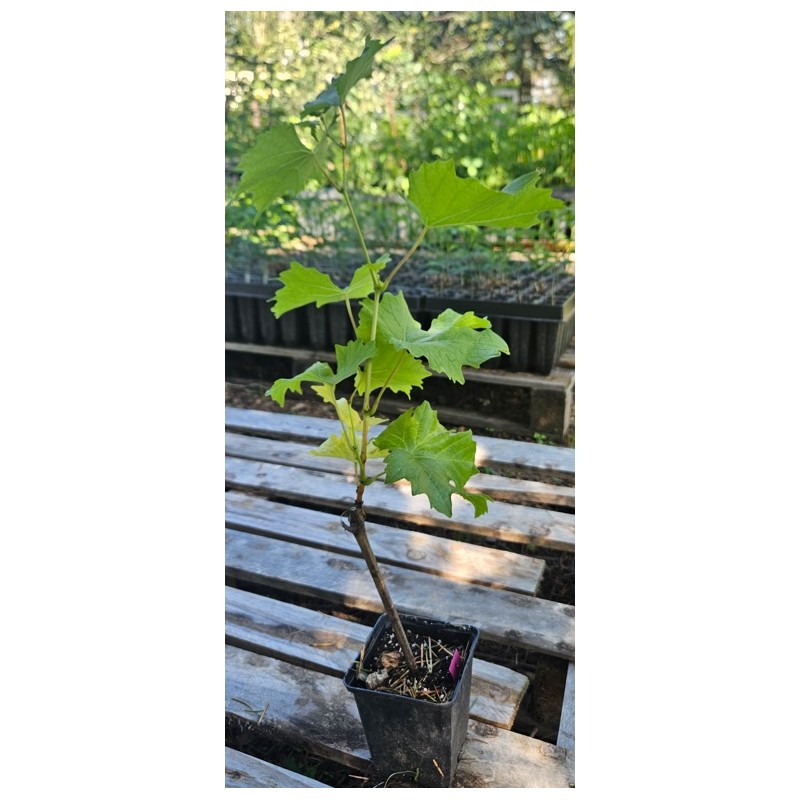 Vigne, Raisin de table Galanth