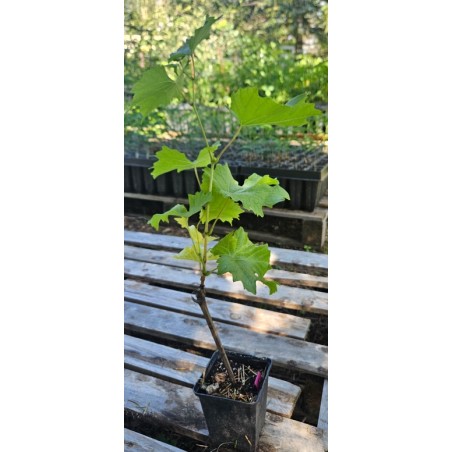 Vigne, Raisin de table Noah