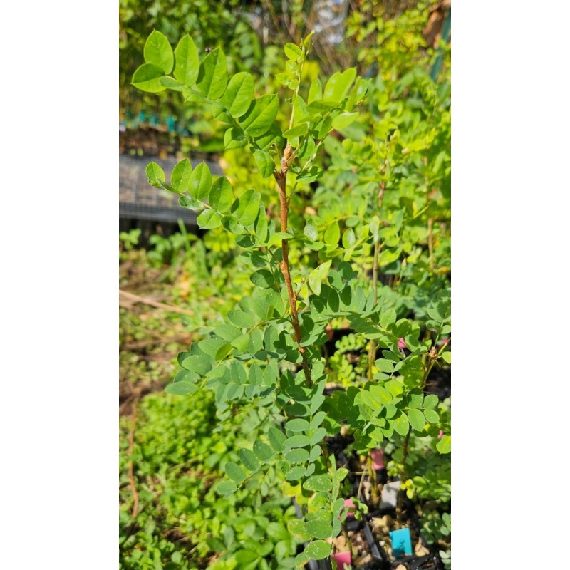 Caraganier de Sibérie