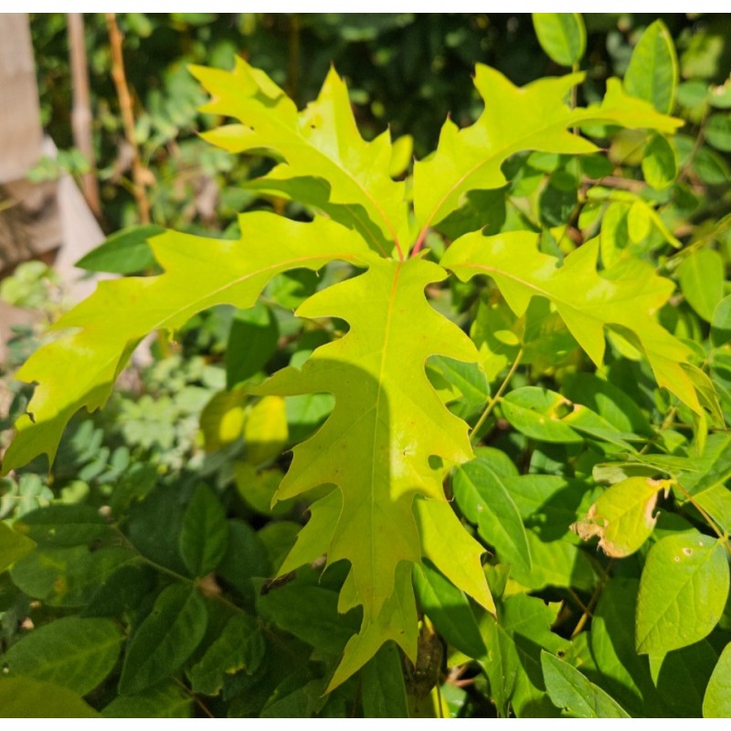 Chêne rouge d'Amérique