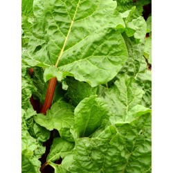 Rhubarbe