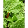 Rhubarbe