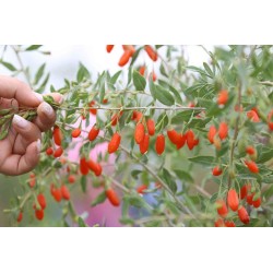 Goji (Lycium barbarum)