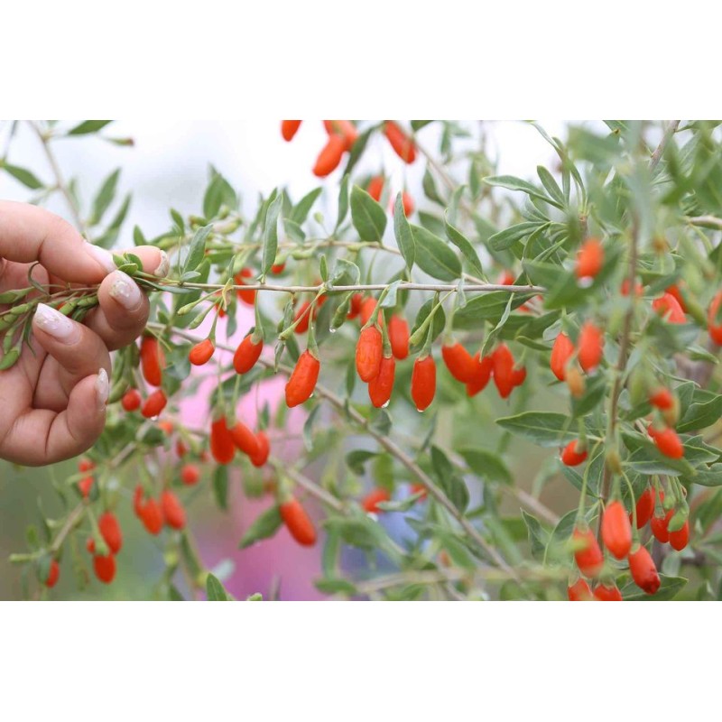 Goji (Lycium barbarum)