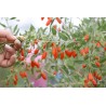 Goji (Lycium barbarum)